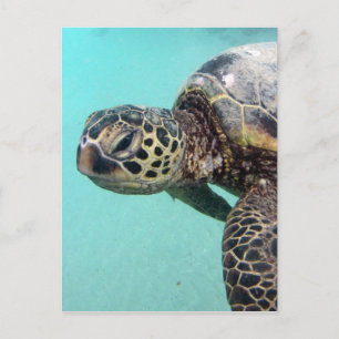 Postal Tortuga marítima de Hawaii