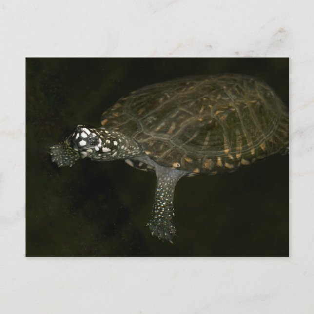 Postal Tortuga nadando (Anverso)