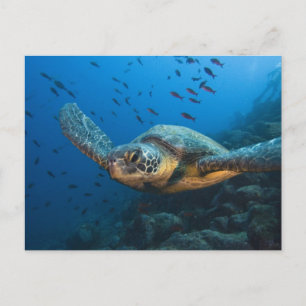 Postal Tortuga negra (verde) (Chelonia agassizi)