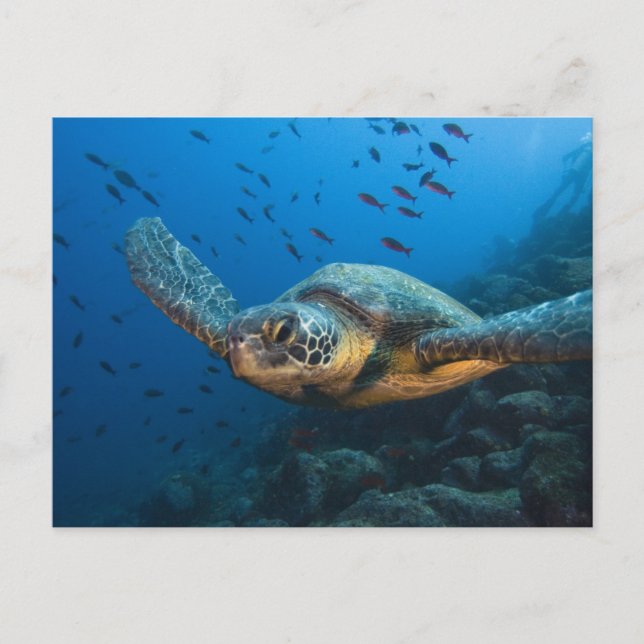 Postal Tortuga negra (verde) (Chelonia agassizi) (Anverso)