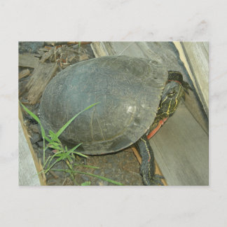 Postal Tortuga pintada (Chrysemys picta)