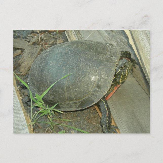 Postal Tortuga pintada (Chrysemys picta) (Anverso)