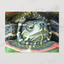 Postal Tortuga pintada (Chrysemys picta) 2