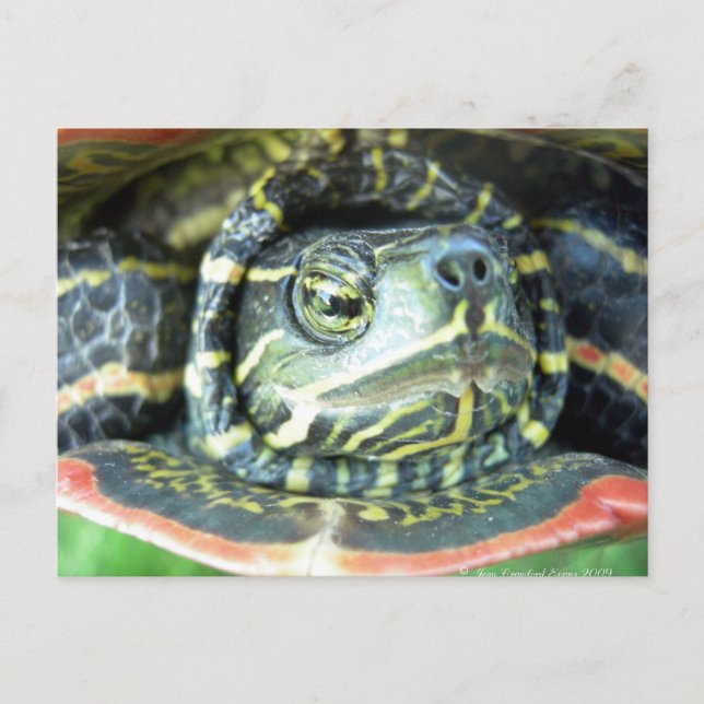 Postal Tortuga pintada (Chrysemys picta) 2 (Anverso)