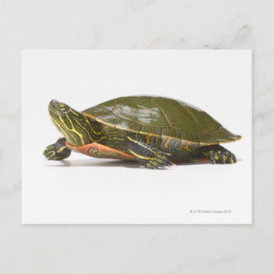 Postal tortuga pintada de occidente (Chrysemys picta bell