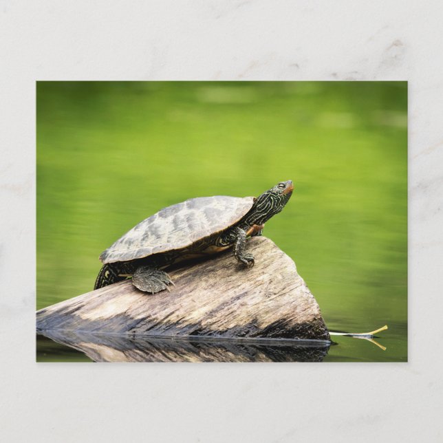 Postal Tortuga pintada en un tronco (Anverso)