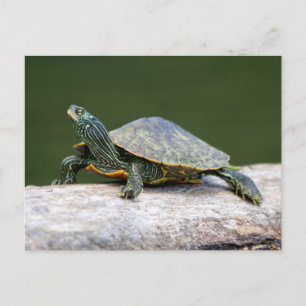 Postal Tortuga pintada en un tronco