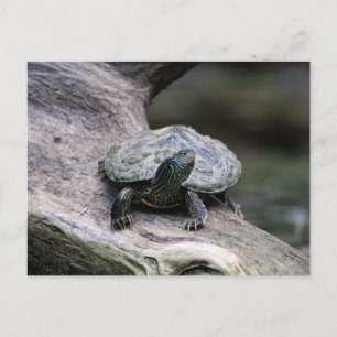 Postal Tortuga pintada en una rama