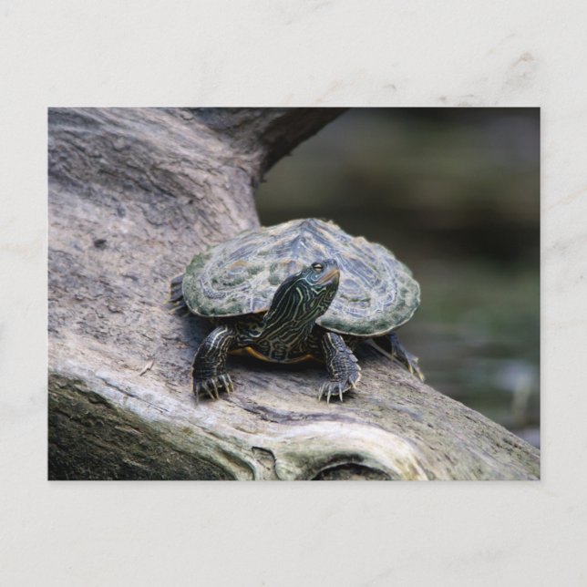 Postal Tortuga pintada en una rama (Anverso)