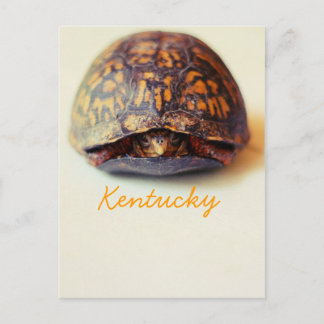 Postal Tortuga por JerseyFawn