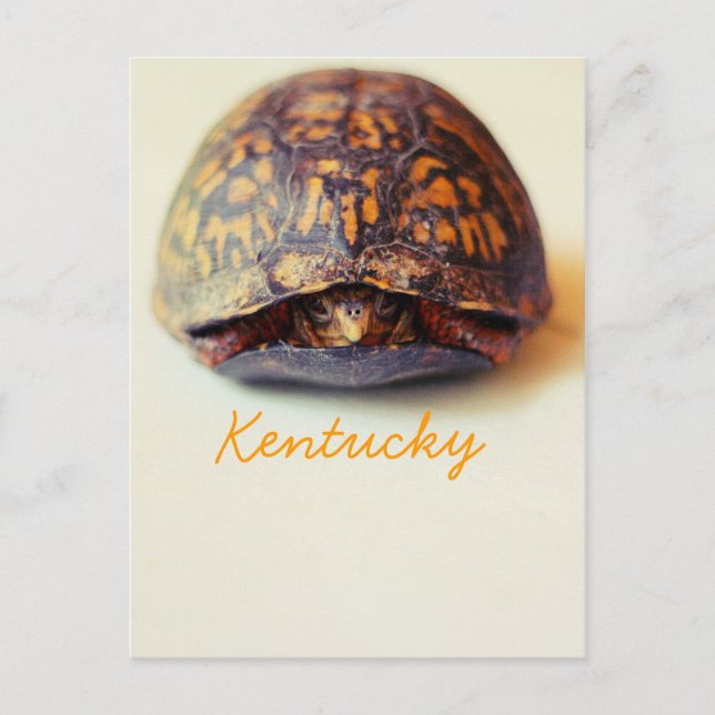 Postal Tortuga por JerseyFawn (Anverso)