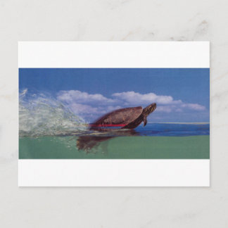 Postal tortuga rápida