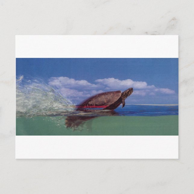 Postal tortuga rápida (Anverso)