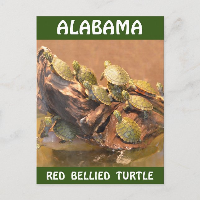 Postal Tortuga roja de Alabama 2 (Alabama) (Anverso)