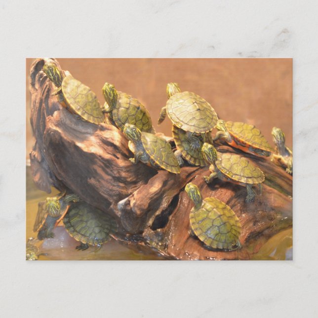 Postal Tortuga roja de Alabama 2 (Alabama) (Anverso)