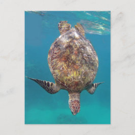 Postal Tortuga Shell de Hawaii