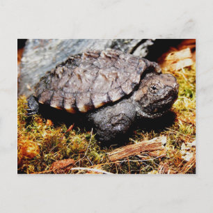 Postal Tortuga Snapping