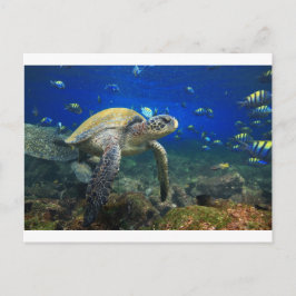 Postal Tortuga submarina del océano Pacífico
