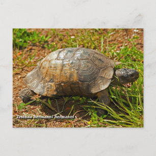 Postal Tortuga. Testudo Hermanni Hermanni, Grecia.