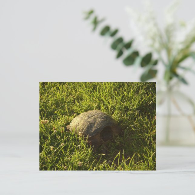 Postal Tortuga tímida (Anverso de pie)