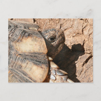 Postal Tortuga/tortuga griegas de la tierra
