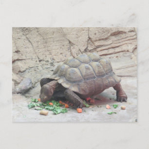 Postal Tortuga tortuga tortuga reptil