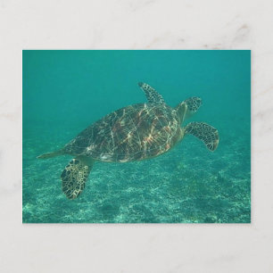 Postal tortuga verde