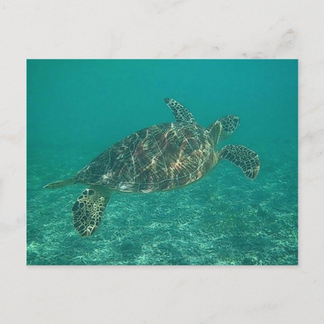 Postal tortuga verde (Anverso)
