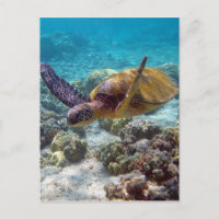 Tortuga verde