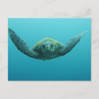 Tortuga verde (Chelonia mydas agassisi), Central