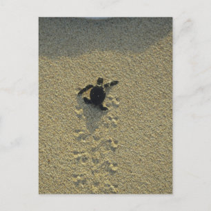 Postal Tortuga Verde, (Chelonia mydas), cría