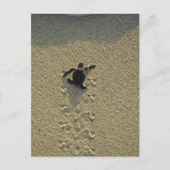 Postal Tortuga Verde, (Chelonia mydas), cría (Anverso)