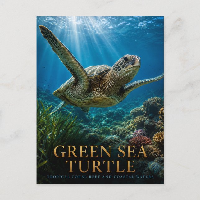 Postal Tortuga Verde Coral ANIMALES (Anverso)