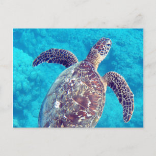 Postal Tortuga verde hawaiana