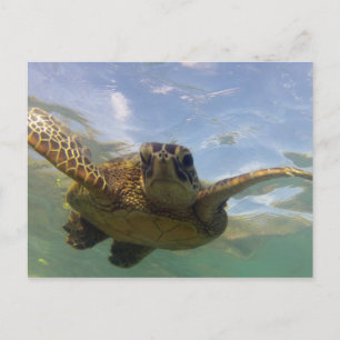 Postal Tortuga verde hawaiana