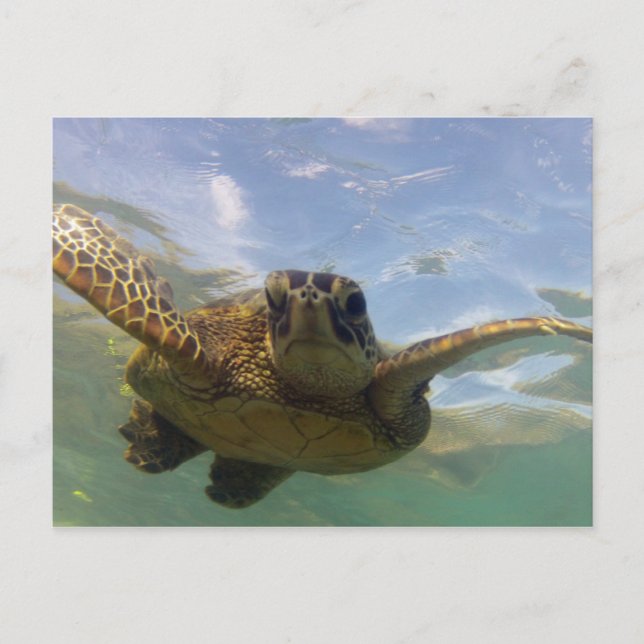 Postal Tortuga verde hawaiana (Anverso)
