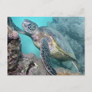 Postal Tortuga verde hawaiana