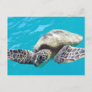 Postal Tortuga verde hawaiana