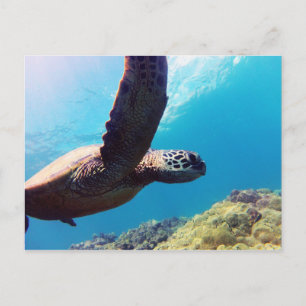 Postal Tortuga verde hawaiana