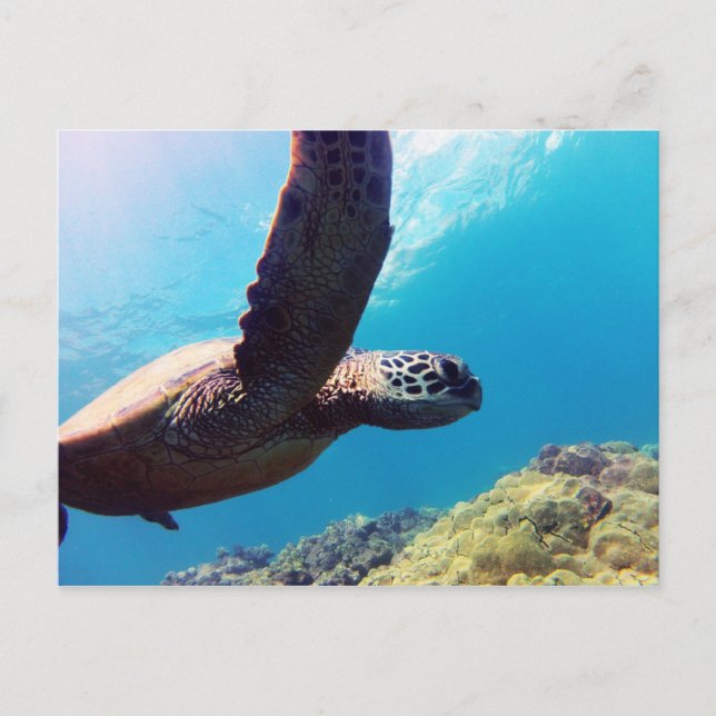 Postal Tortuga verde hawaiana (Anverso)