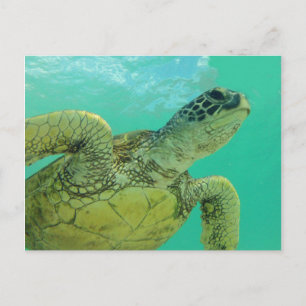 Postal Tortuga verde hawaiana