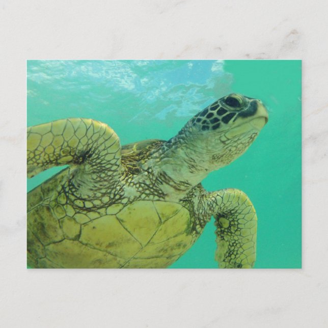 Postal Tortuga verde hawaiana (Anverso)