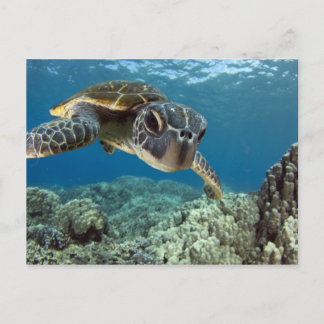 Postal Tortuga verde hawaiana