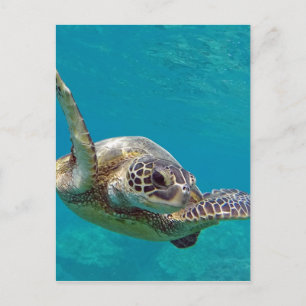 Postal Tortuga verde hawaiana - Honu