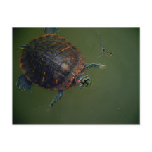 Tortuga y camarones Buques de almuerzo