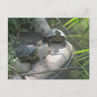 Postal Tortugas