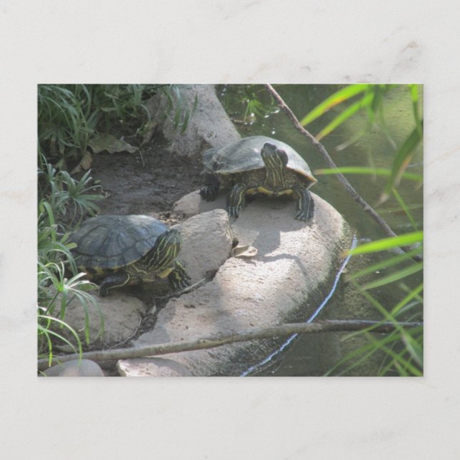 Postal Tortugas (Anverso)