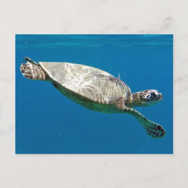 Postal Tortugas (Anverso)