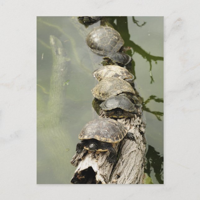 Postal Tortugas (Anverso)