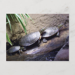 Postal Tortugas